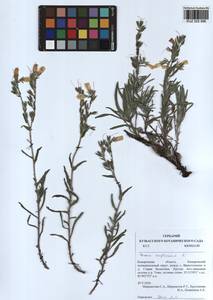 Onosma simplicissima L., Siberia, Altai & Sayany Mountains (S2) (Russia)