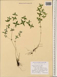 Galium valantioides M.Bieb., Caucasus, North Ossetia, Ingushetia & Chechnya (K1c) (Russia)