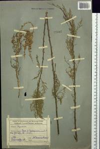 Myricaria bracteata Royle, Siberia, Altai & Sayany Mountains (S2) (Russia)