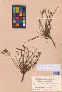 Plantago maritima L., Eastern Europe, Northern region (E1) (Russia)