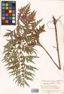 MHA 0 157 829, Lycopus exaltatus L.f., Eastern Europe, Lower Volga region (E9) (Russia)