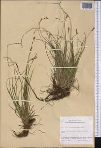 Carex brunnescens (Pers.) Poir., America (AMER) (Greenland)