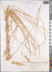 Calamagrostis acutiflora (Schrad.) DC., Siberia, Western Siberia (S1) (Russia)