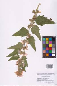 Althaea officinalis L., Eastern Europe, Western region (E3) (Russia)