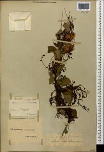 Cuscuta lupuliformis Krock., Caucasus, North Ossetia, Ingushetia & Chechnya (K1c) (Russia)