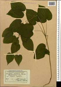 Dioscorea caucasica Lipsky, Caucasus, Black Sea Shore (from Novorossiysk to Adler) (K3) (Russia)