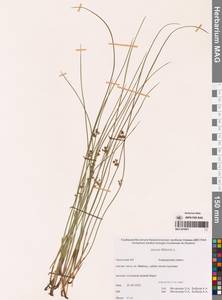Juncus filiformis L., Siberia, Chukotka & Kamchatka (S7) (Russia)