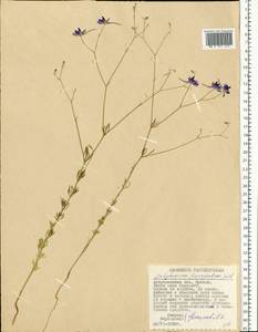Delphinium consolida subsp. divaricatum (Ledeb.) A. Nyár., Eastern Europe, Lower Volga region (E9) (Russia)