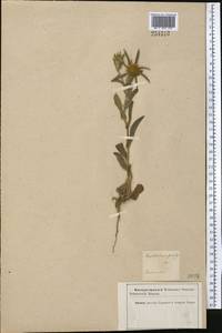 Pallenis spinosa (L.) Cass., Middle Asia, Kopet Dag, Badkhyz, Small & Great Balkhan (M1) (Turkmenistan)