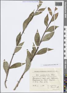 Salix pseudopentandra (Flod.) Flod., Siberia, Yakutia (S5) (Russia)