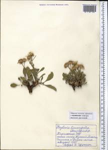 Rhinactinidia limoniifolia (Less.) Novopokr. ex Botsch., Middle Asia, Northern & Central Tian Shan (M4) (Kyrgyzstan)