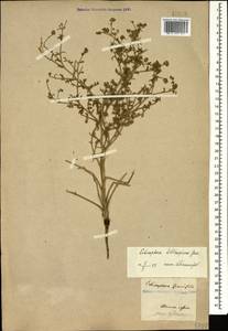Echinophora sibthorpiana Guss., Caucasus, Armenia (K5) (Armenia)