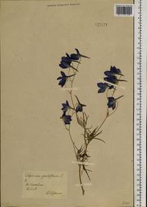 Delphinium grandiflorum L., Siberia, Baikal & Transbaikal region (S4) (Russia)