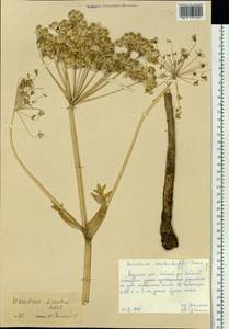 Heracleum dissectum Ledeb., Siberia, Russian Far East (S6) (Russia)