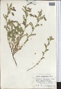 Cicer songaricum DC., Middle Asia, Northern & Central Tian Shan (M4) (Kazakhstan)