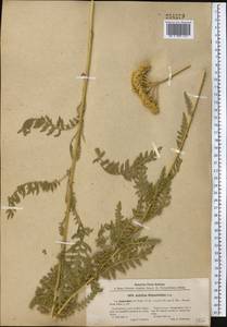 Achillea filipendulina Lam., Middle Asia, Pamir & Pamiro-Alai (M2) (Uzbekistan)