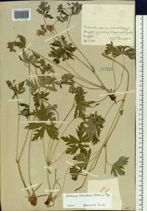 Geranium erianthum DC., Siberia, Russian Far East (S6) (Russia)