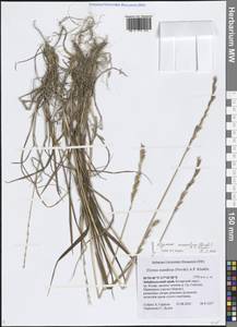 Elymus macrourus (Turcz. ex Steud.) Tzvelev, Siberia, Baikal & Transbaikal region (S4) (Russia)