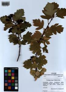 Crataegus nigra Waldst. & Kit., Siberia, Altai & Sayany Mountains (S2) (Russia)