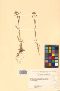 Erysimum odoratum Ehrh., Siberia, Russian Far East (S6) (Russia)