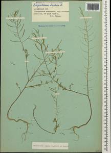 Descurainia sophia (L.) Webb ex Prantl, Caucasus, Armenia (K5) (Armenia)