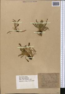 Taraxacum brevirostre Hand.-Mazz., Middle Asia, Western Tian Shan & Karatau (M3) (Kazakhstan)