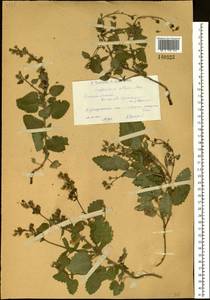 Scrophularia altaica Murray, Siberia, Western (Kazakhstan) Altai Mountains (S2a) (Kazakhstan)