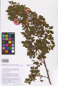 Rosa subcanina (Christ) Dalla Torre & Sarnth., Eastern Europe, South Ukrainian region (E12) (Ukraine)
