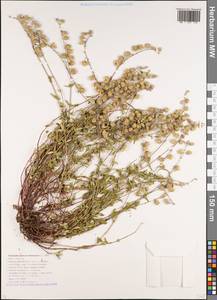 Helianthemum nummularium (L.) Mill., Caucasus, Krasnodar Krai & Adygea (K1a) (Russia)
