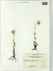 Chrysanthemum mongolicum Y. Ling, Siberia, Russian Far East (S6) (Russia)
