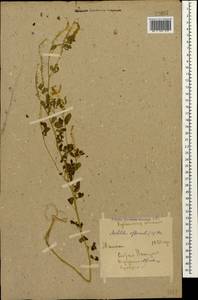 Melilotus officinalis (L.)Pall., Caucasus, Krasnodar Krai & Adygea (K1a) (Russia)