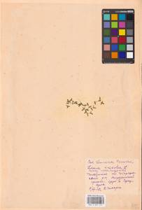Lemna trisulca L., Eastern Europe, Eastern region (E10) (Russia)
