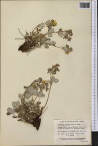 Potentilla villosa Pall. ex Pursh, America (AMER) (Canada)