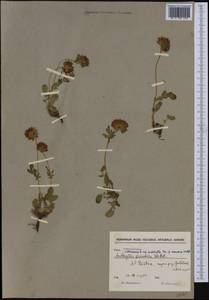 Anthyllis vulneraria subsp. pulchella (Vis.)Bornm., Western Europe (EUR) (North Macedonia)