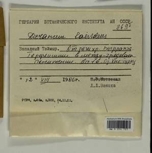 Dicranum laevidens R.S. Williams, Bryophytes, Bryophytes - Krasnoyarsk Krai, Tyva & Khakassia (B17) (Russia)