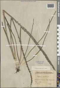 Triglochin maritima L., Eastern Europe, Northern region (E1) (Russia)