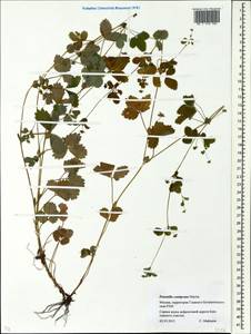 Potentilla centigrana Maxim., Eastern Europe, Moscow region (E4a) (Russia)