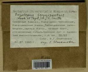 Chionoloma tenuirostre (Hook. & Taylor) M. Alonso, M.J. Cano & J.A. Jiménez, Bryophytes, Bryophytes - North Caucasus & Ciscaucasia (B12) (Russia)