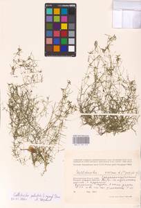 Callitriche palustris L., Eastern Europe, Lower Volga region (E9) (Russia)