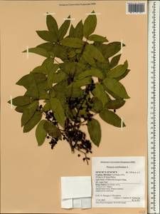 Pistacia terebinthus L., South Asia, South Asia (Asia outside ex-Soviet states and Mongolia) (ASIA) (Cyprus)