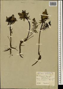 Pedicularis condensata M. Bieb., Caucasus, South Ossetia (K4b) (South Ossetia)