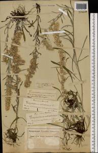 Omalotheca sylvatica (L.) Sch. Bip. & F. W. Schultz, Eastern Europe, Central forest-and-steppe region (E6) (Russia)