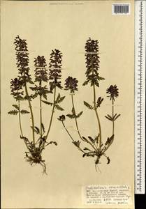 Pedicularis verticillata L., Mongolia (MONG) (Mongolia)