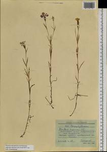 Dianthus eugeniae Kleopow, Siberia, Altai & Sayany Mountains (S2) (Russia)