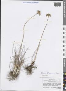 Allium flavescens Besser, Eastern Europe, Middle Volga region (E8) (Russia)