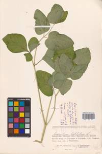 Laserpitium latifolium L., Eastern Europe, Belarus (E3a) (Belarus)