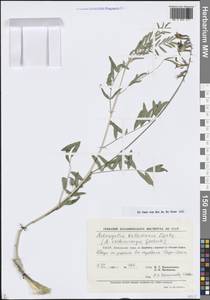 Astragalus kabadianus Lipsky, Middle Asia, Pamir & Pamiro-Alai (M2) (Uzbekistan)