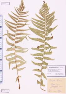 Dryopteris filix-mas (L.) Schott, Siberia, Altai & Sayany Mountains (S2) (Russia)