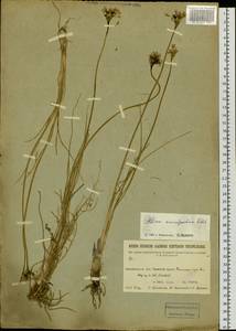 Allium anisopodium Ledeb., Siberia, Baikal & Transbaikal region (S4) (Russia)