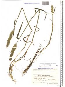 Polypogon fugax Nees ex Steud., Caucasus, Azerbaijan (K6) (Azerbaijan)